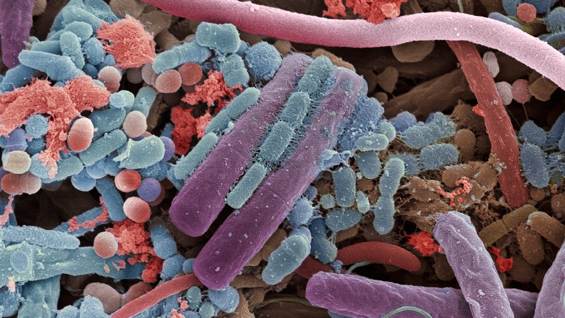Microbiota dalla nascita