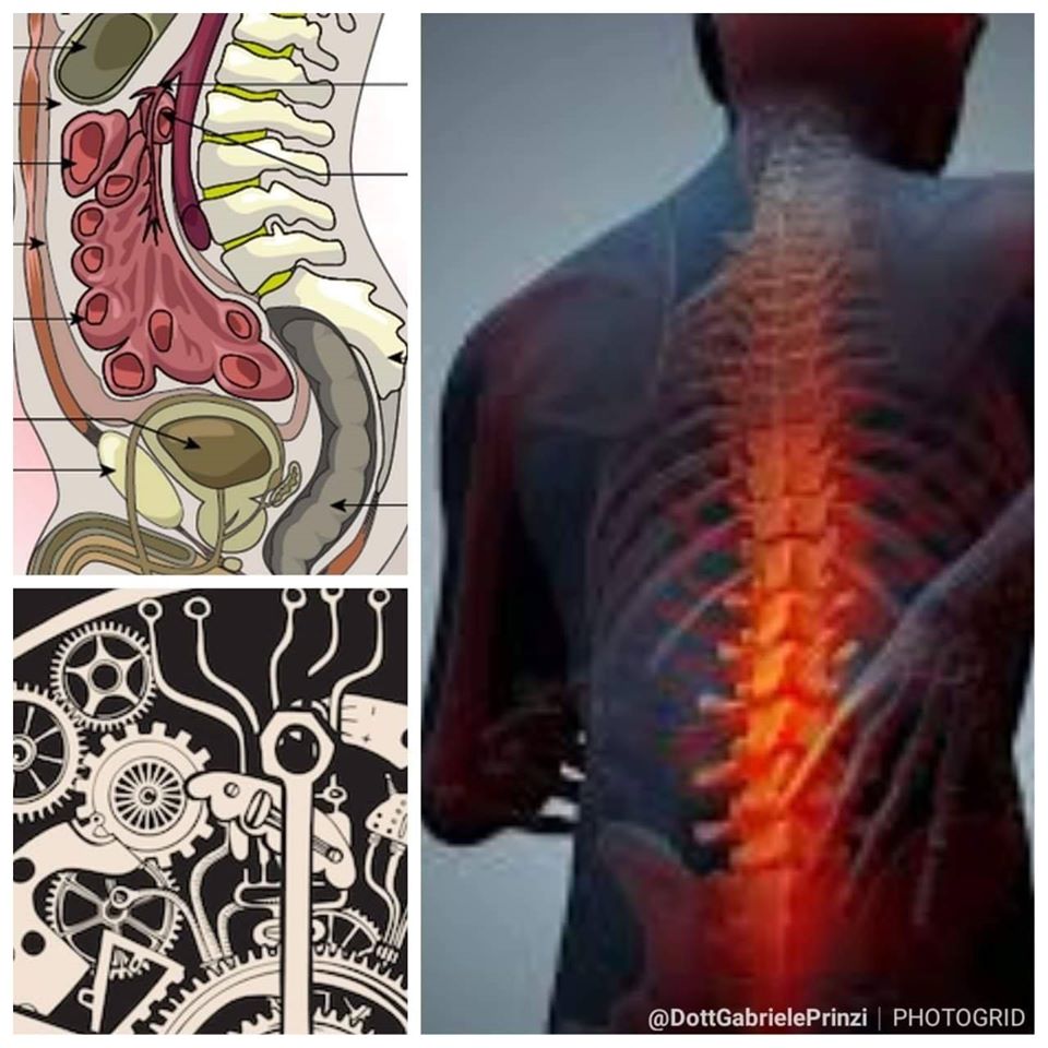 Una spiegazione ai tuoi dolori di schiena c'è ...