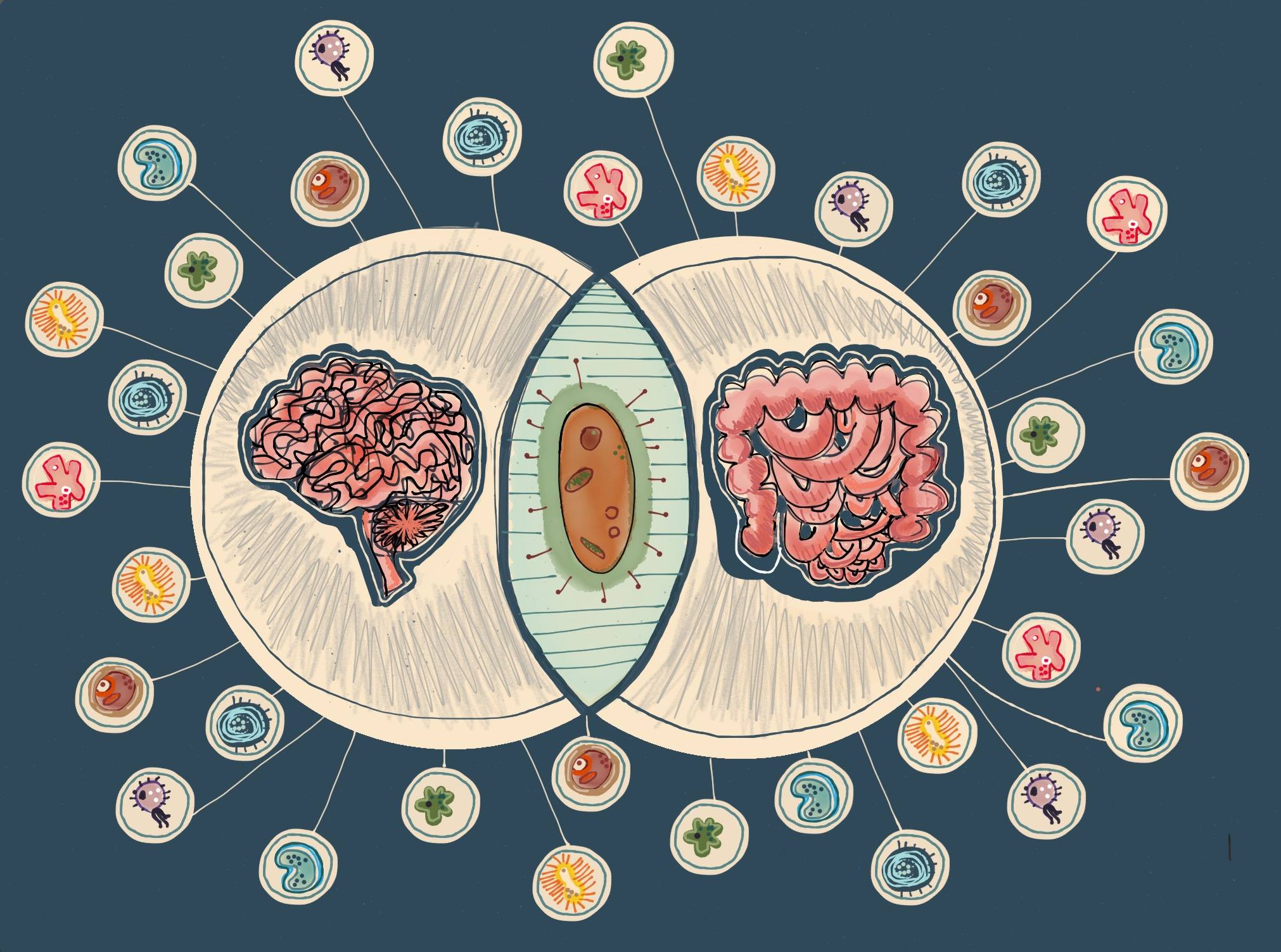 Intestino, batteri e sviluppo del cervello